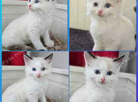 RAGDOLLS KITTENS, 3 Boys available