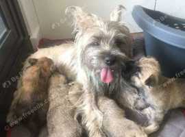 Pure-bred CAIRN terrier pups