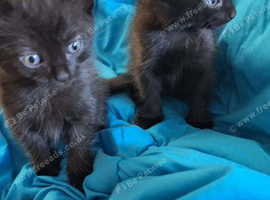 Two black kittens for sale 9 weeks old