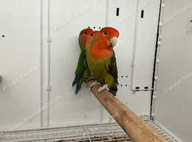 Breeding pair lovebirds Glasgow