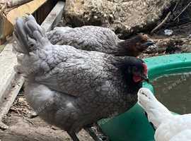 POL and laying hens
