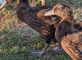 Khaki cambell ducklings looking for a home