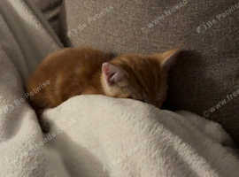 Ginger tabby kitten to go to a loving home