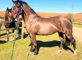 Beautiful Welsh d for sale