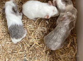 For Sale 4 Baby Female Guinea Pigs