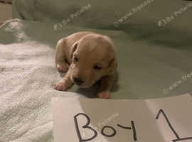 Miniature dachshund pup last boy ready now