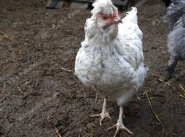 Silkie mix