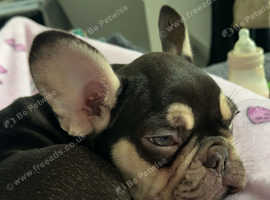 Rehome 7 month old frenchie