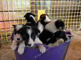 Welsh collie puppies