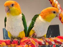 Pair Caiques male and female dna'd Hand Tame yellow thigh caique parrots