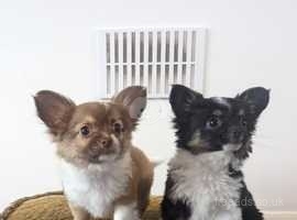 Long haired Chihuahua puppies Ready to go! North Northamptonshire