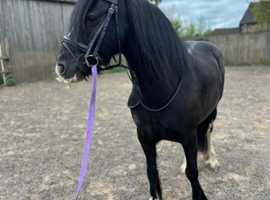 13.3H black cob x