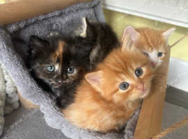 Most stunning kittens