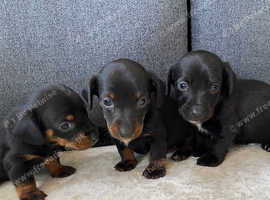 Jackweenie puppies