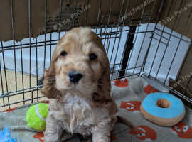 Show Type Cocker Spaniels