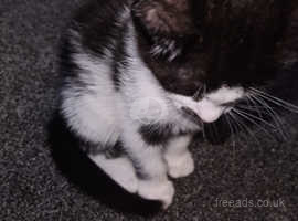 2 black and white male kittens