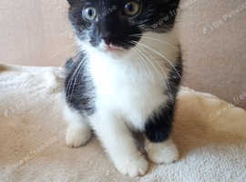Black and white boy kittens