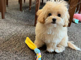 Maltipoo boy looking for a forever home