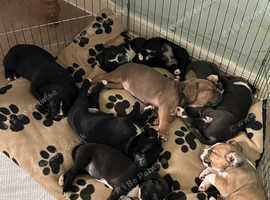 American bully X cane corso/boxer puppies for sale