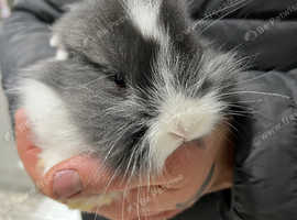 Dwarf lops for sale