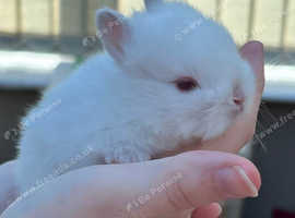 X2 doe Netherland dwarf rabbits