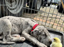 Beautiful pedigree Great Dane puppies