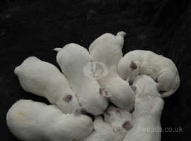 West highland terrier puppy for sale