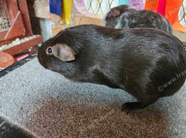 Female Guinea Pigs £30
