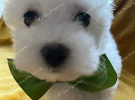 Maltipoo Puppies