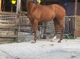 15.2hh chestnut thoroughbred mare for sale