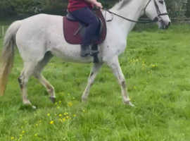 thoroughbred for sale