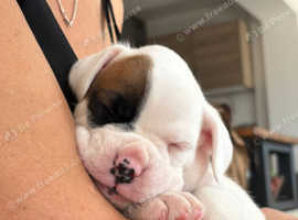 Gorgeous Boxer Puppies
