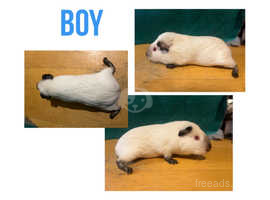 3 Boy Guinea Pigs