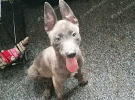 3 Belgium/ dutch shepherd's 2 grey 1 female 1 male + 1 brindle