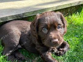 Maisie's little of sprockers