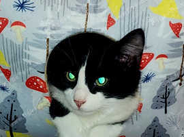 Male cat Keith
