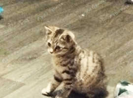 Tabby kittie
