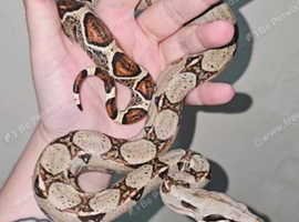 Boa constrictor