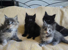 Maine Coon ready to reserved