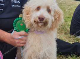 Female goldendoodle