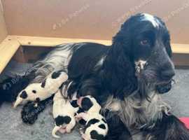 Blue eyed cocker hot sale spaniel for sale