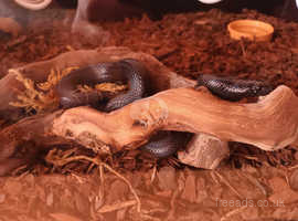 Mexican black king snake