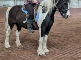 Very quiet 14hh been there done it all