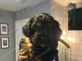 3 yorkiepoos pups for sale