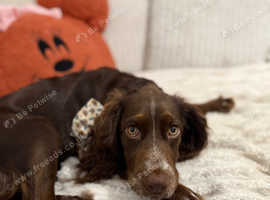 Lola - 5 month Cocker Spaniel