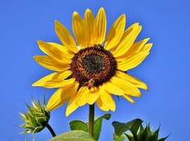 Sunflower Gardens