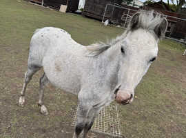 Grey Welsh pony