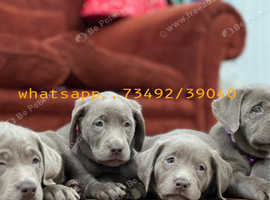 Silver Labrador Puppies - Ready Soon!