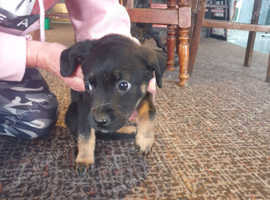 Rottweiler x german shepherd puppies