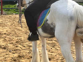 12'1 riding pony mare
